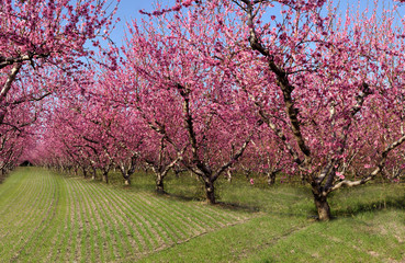 Fototapeta premium le printemps 1