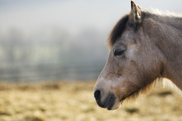 Portraitiert