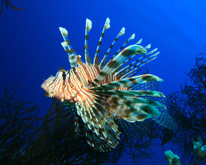 Lionfish (Pterois miles)
