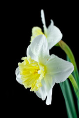 Two white jonquils on a black background