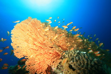 Naklejka na ściany i meble Gorgonian Fan Coral and Lyretail Anthias