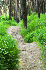 Fototapeta premium Empty hiking trail with green fresh grass and trees in spring pa