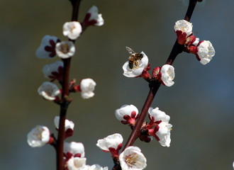 abeille butinant les fleurs d'abricot