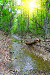 River in spring season