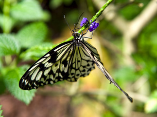 Schmetterling