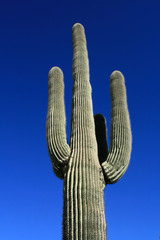Saguaro Cactus