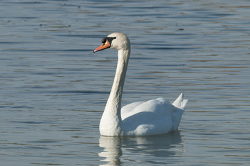 Fototapeta premium Mute swan