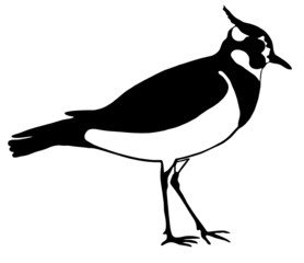 Lapwing