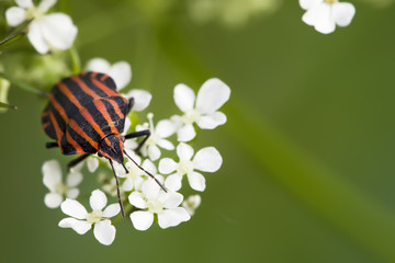 Hemiptera red stink bug in white flowers