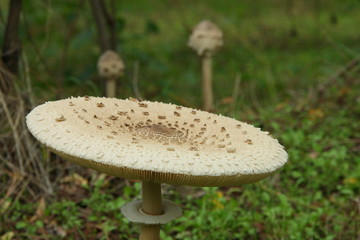 Parasol mushroom - Macrolepiota procera