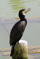 cormor&aacute;n