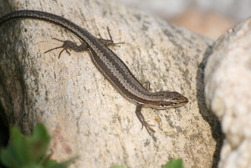 The grey lizard
