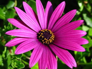 Obraz premium Blüte,lila