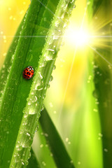 Ladybug climbing a leaf