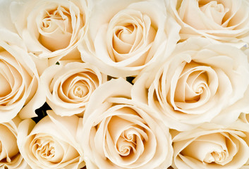 A Bouquet of White Roses