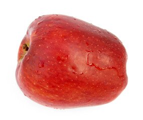 Fototapeta premium Red wet apple