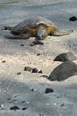 Resting turtle