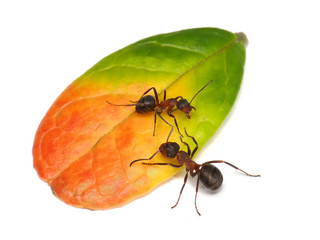 private property, ant guarding leaf of cowberry