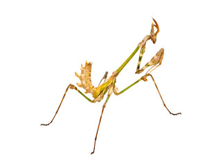 mantis isolated on white background