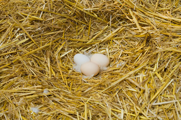 eggs