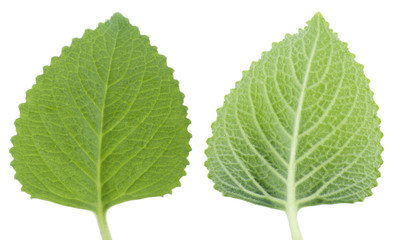 Green Mint - Isolated macro of a fresh mint leaf.
