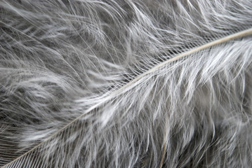 feather