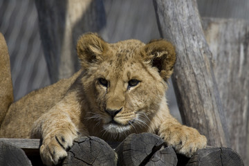 Obraz premium Junger Löwe