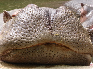 naseau d'hyppopotame