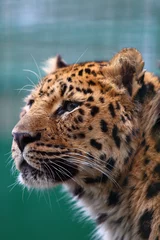 Meubelstickers Panthera Pardus © Tom Prokop