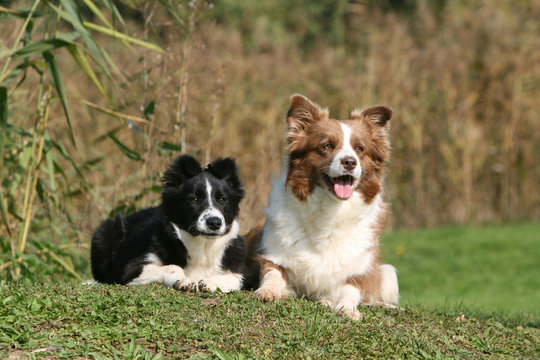 un border collie adulte et un jeune assis ensemble c&ocirc;te &agrave; c&ocirc;te