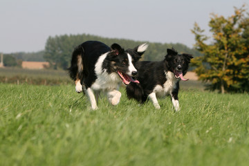 deux border collie en train de s'ébattre dans la nature,jeu