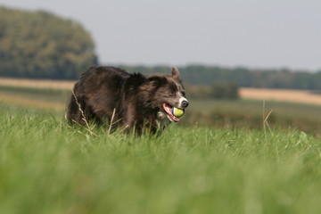 border collie marron en train de jouer avec une balle,champ