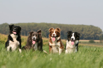quatre chiens border collie assis de face dans champ vert - obrazy, fototapety, plakaty