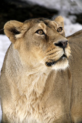Obraz na płótnie Canvas Close Up Portrait of Lion