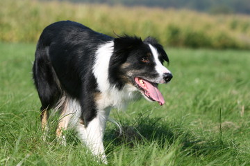 démarche typique du border collie surveillant le troupeau