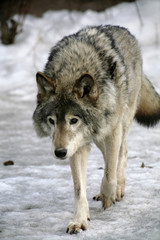 Russian Siberian Wolf