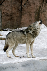 Russian Siberian Wolf