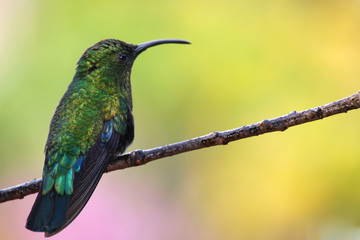posed hummingbird