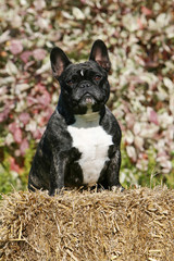 bouledogue français assis de face sur un ballot de paille