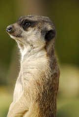 Suricata