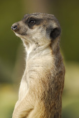 suricata