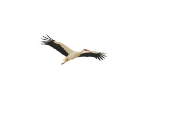 Storch