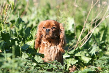 cavalier king charles assis de face à la campagne