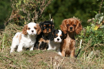 cavalier king charles en famille de face à la campagne