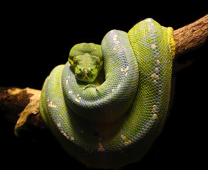 green snake