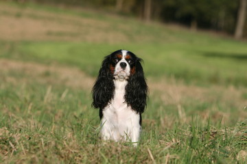 le cavalier king charles noir et blanc assis &agrave; la campagne