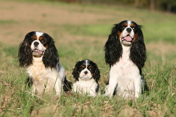chiot cavalier king charles entouré par ses parents