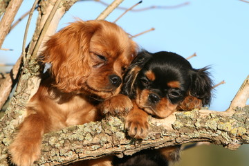 grande tendresse d'une mère cavalier king charles à son chiot © Dogs