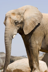 Fototapeta na wymiar perfil elefante
