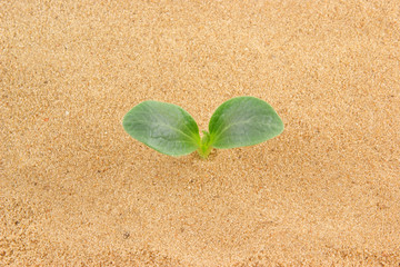 Green plant growing through sand